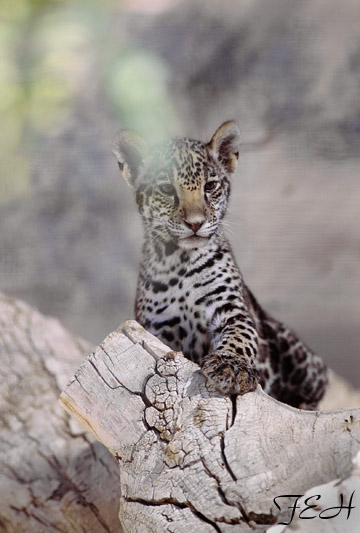 jaguar cub