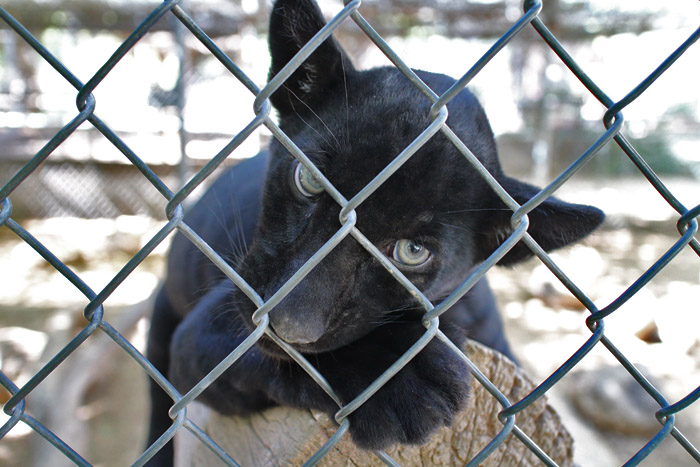 Jaguar cub