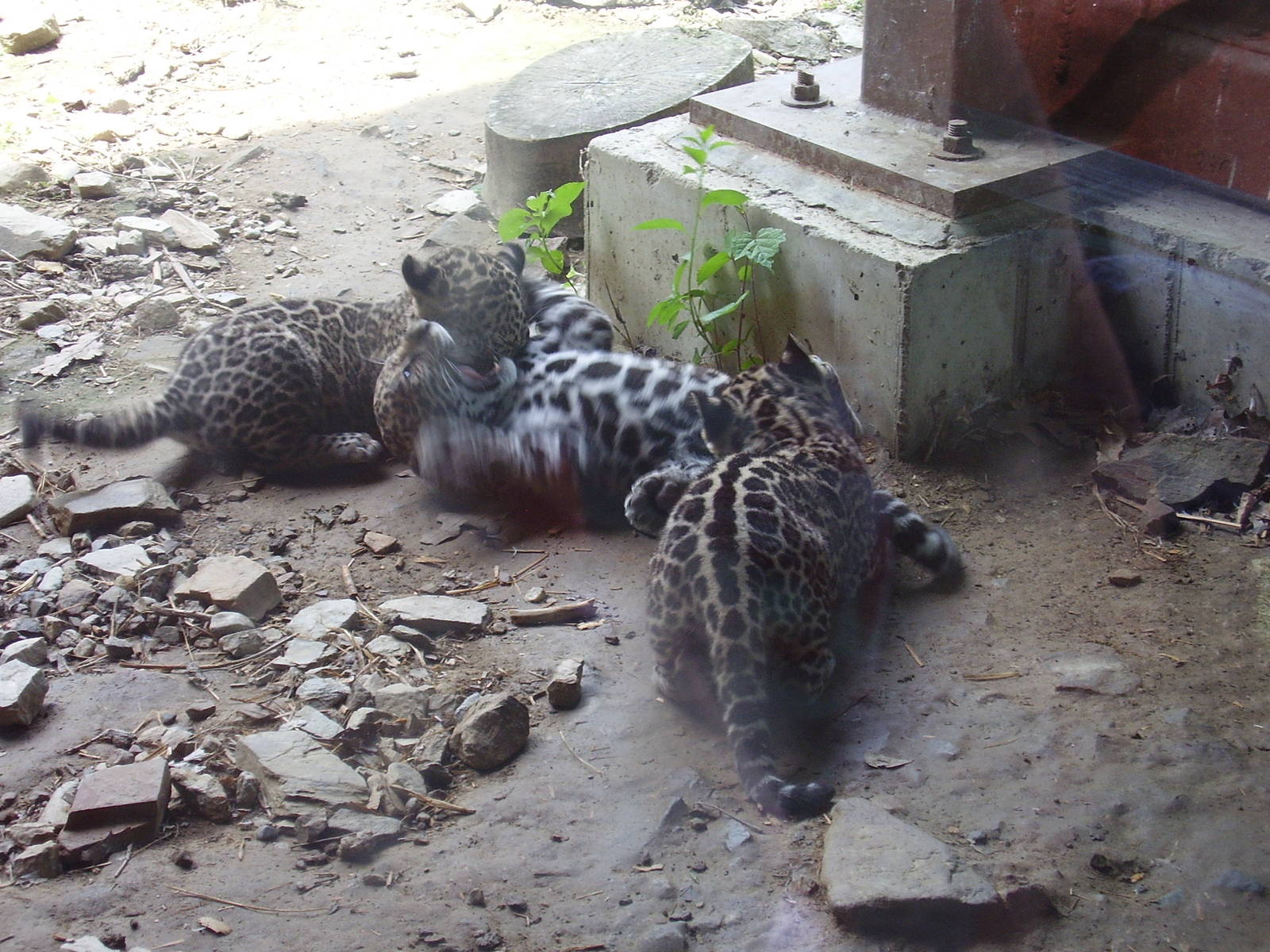 Jaguar Cubs 8 wks- Stone Zoo JUN06 II