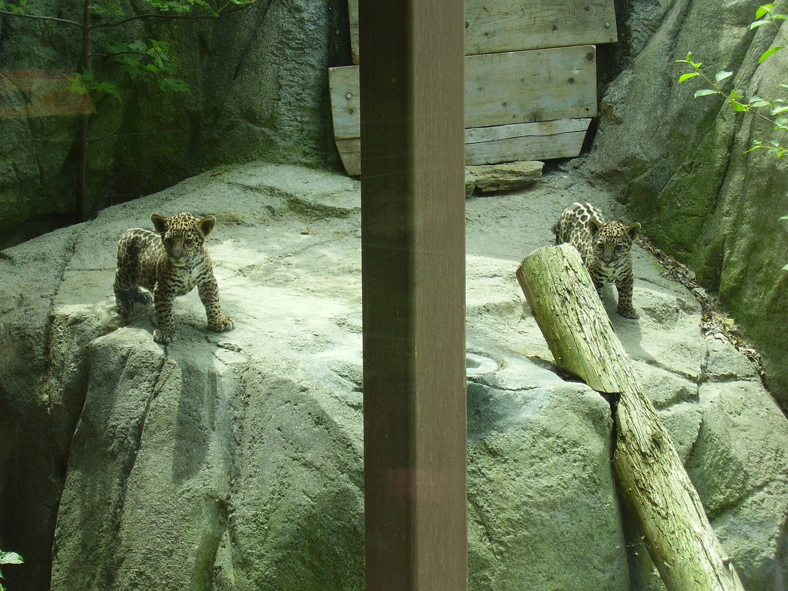 Jaguar Cubs 8wks- Stone Zoo JUN06 11