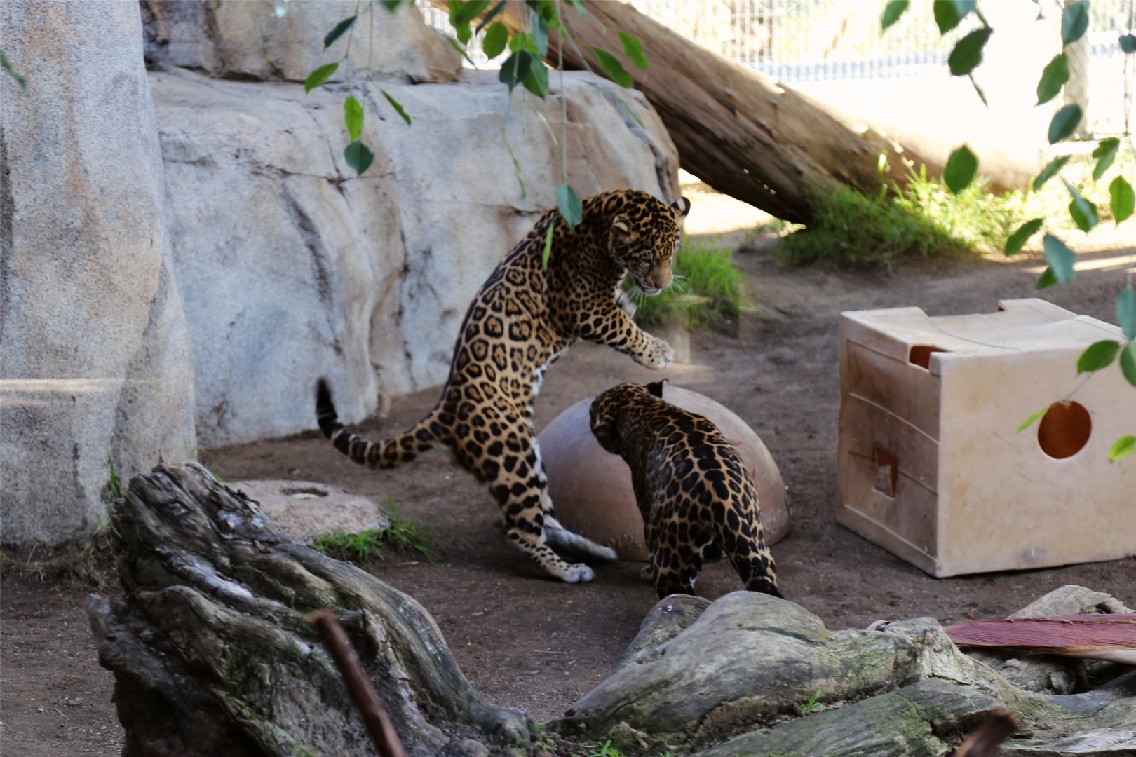 Jaguar Cubs Playing