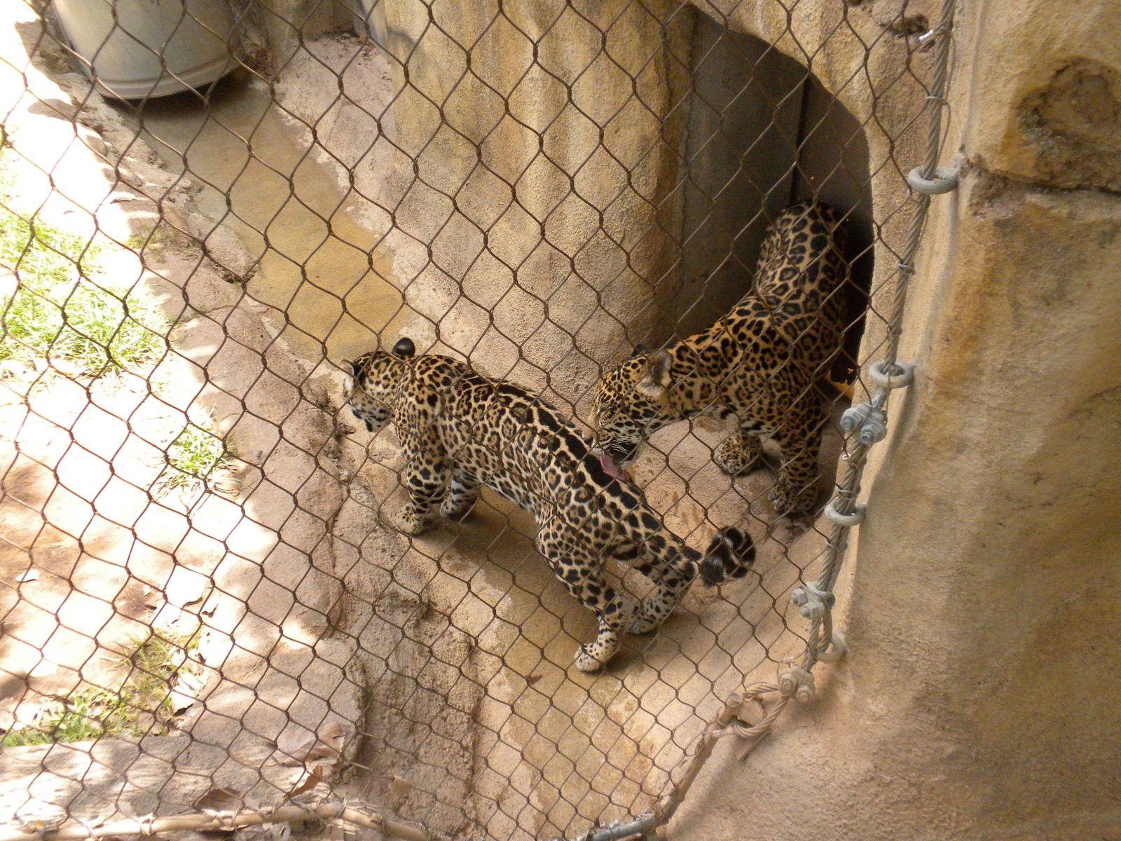Jaguar cubs