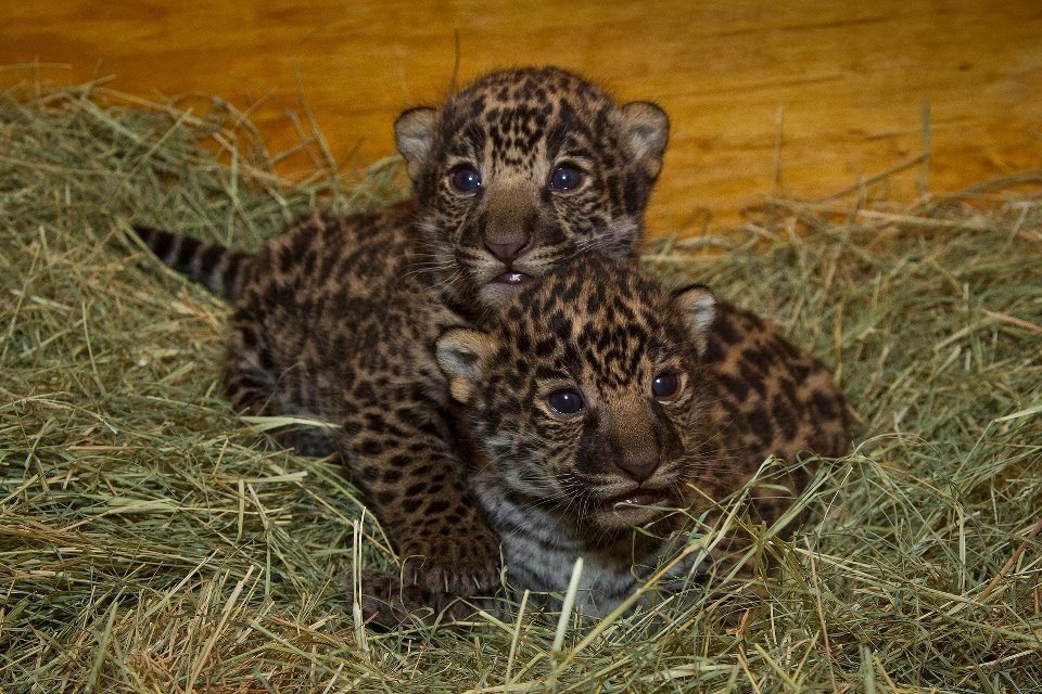 Jaguar Cubs