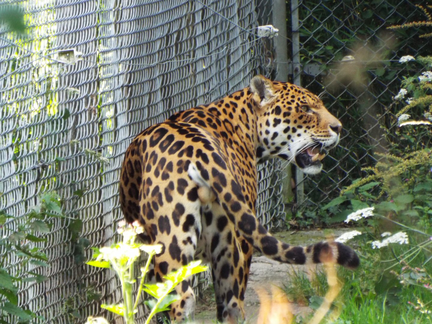 Jaguar - Dartmoor Zoo