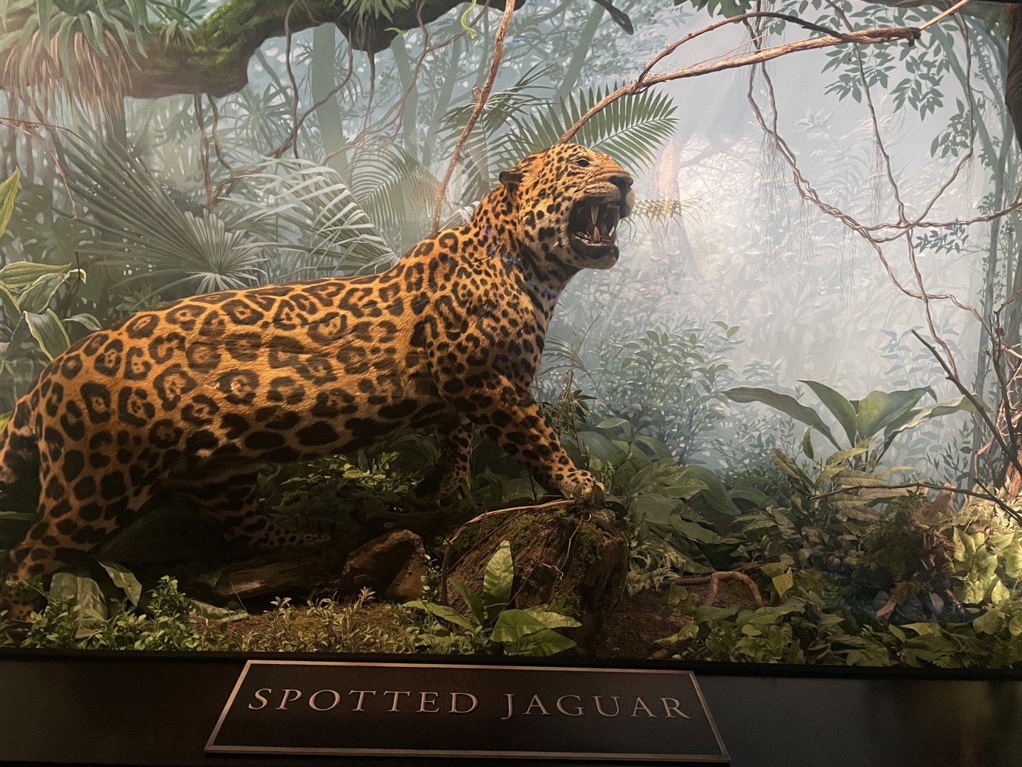 Jaguar Diorama
