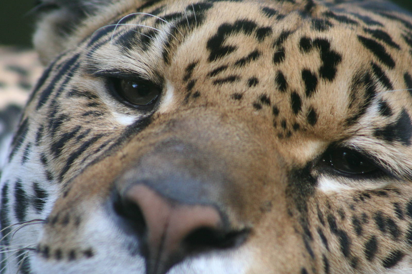 Jaguar @ Edinburgh; 17.10.2014