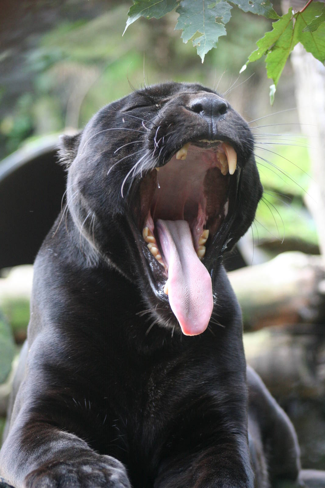 Jaguar @ Edinburgh; 17.10.2014