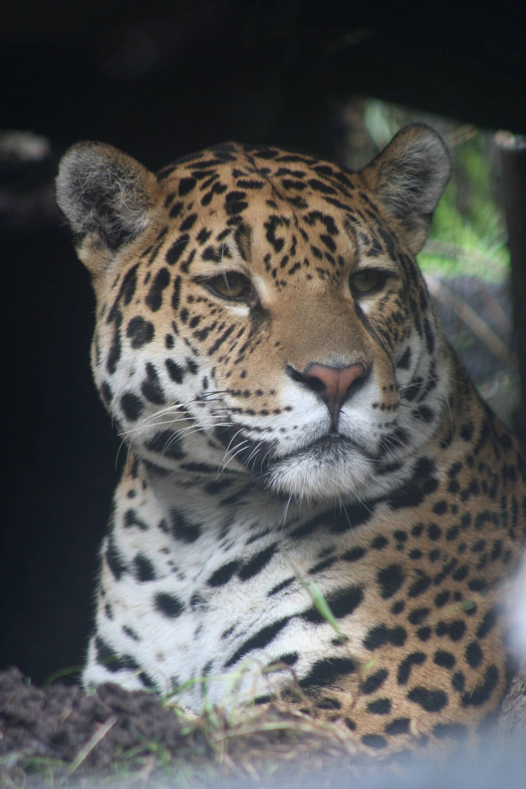 Jaguar @ Edinburgh, 20.10.2012