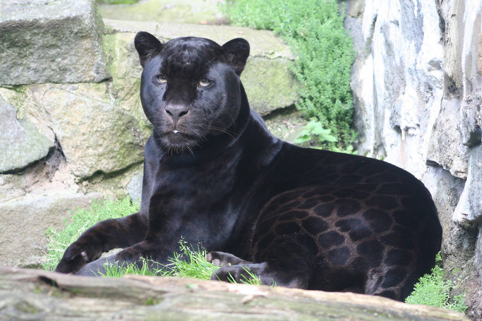Jaguar @ Edinburgh; 25.09.2008