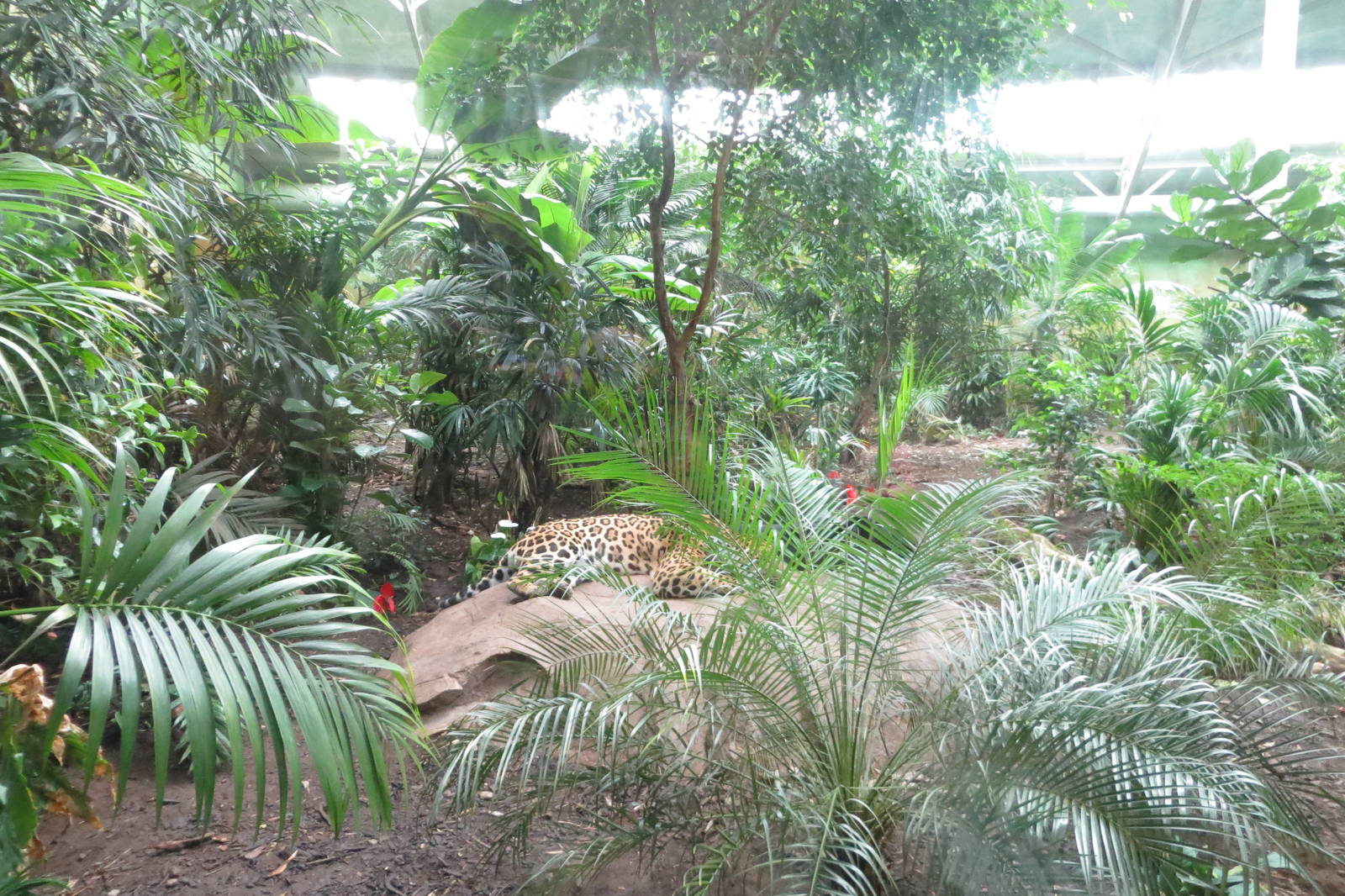 Jaguar enclosure 031015