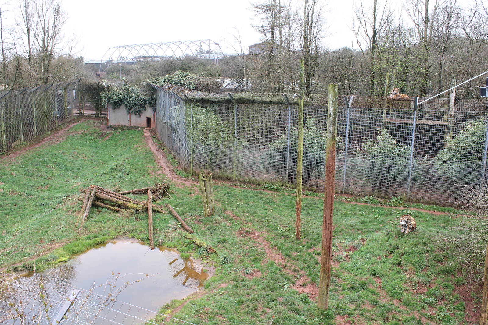 Jaguar enclosure 1-4-14