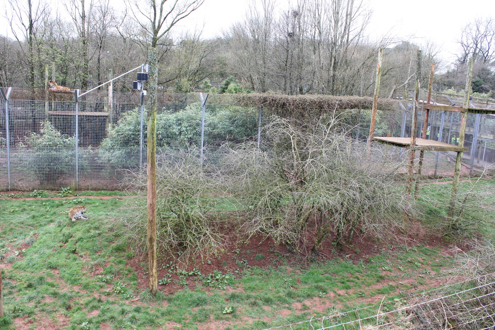 Jaguar enclosure 1-4-14
