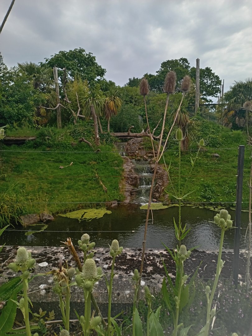 Jaguar enclosure 8/7/23