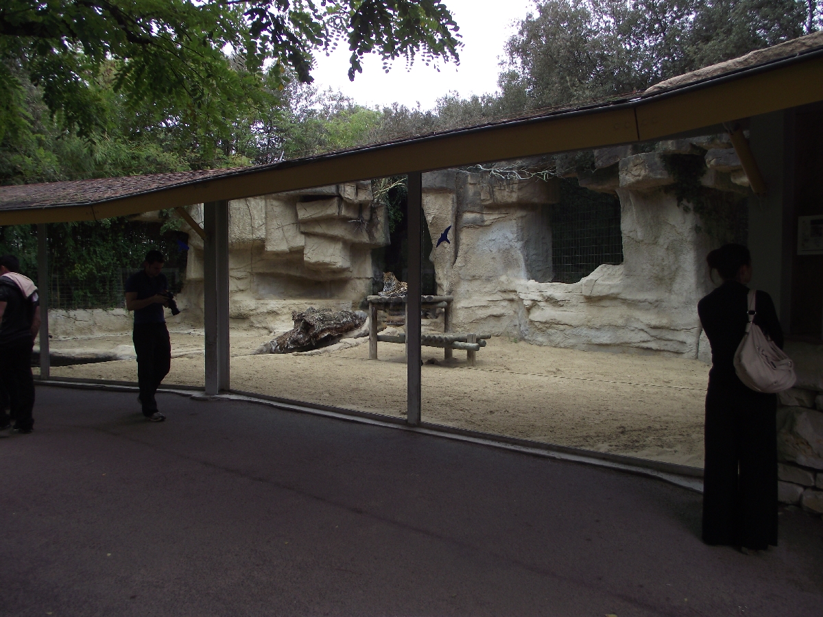 Jaguar Enclosure and Viewing