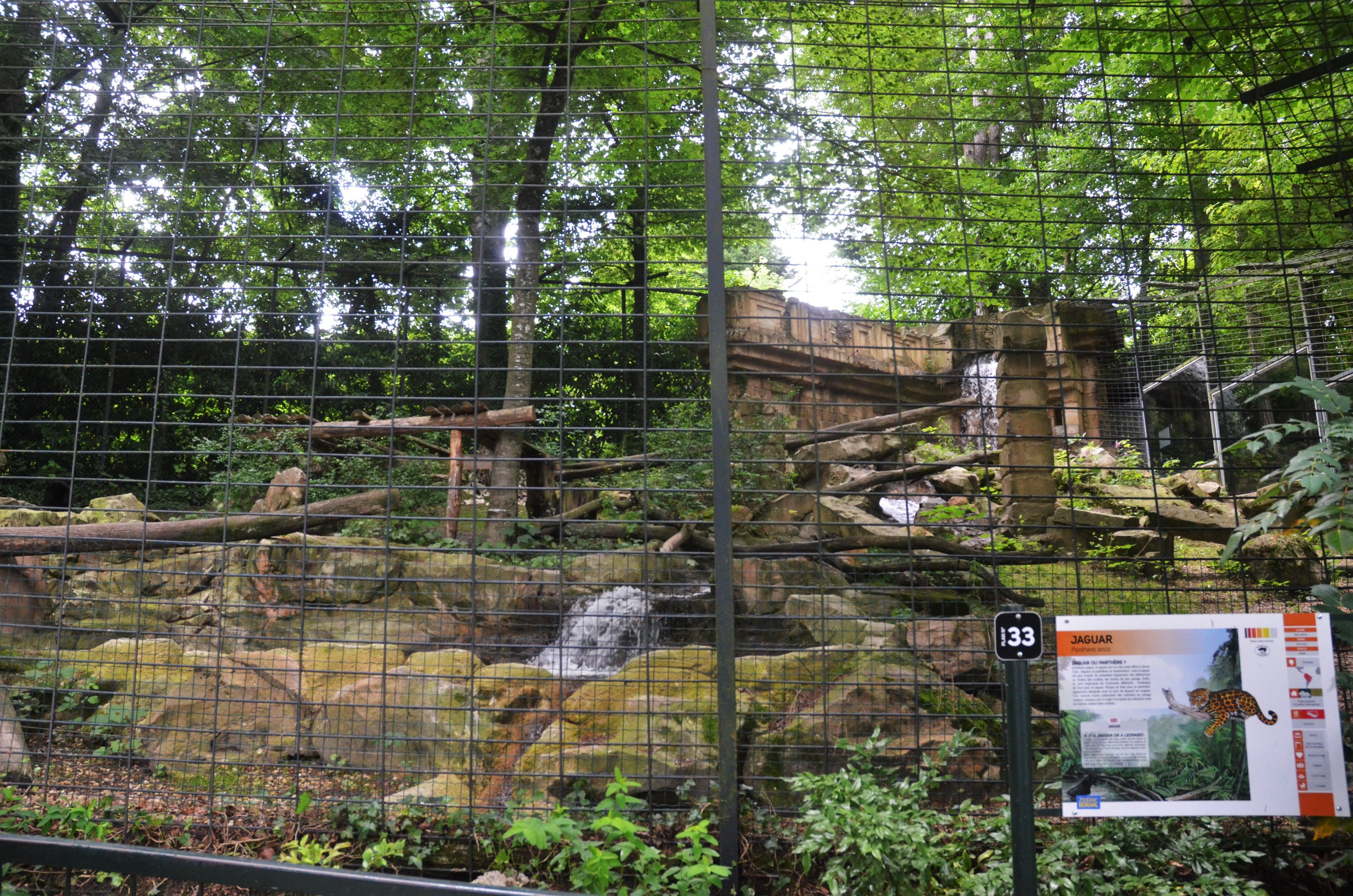 Jaguar Enclosure at Beauval, 12/06/18