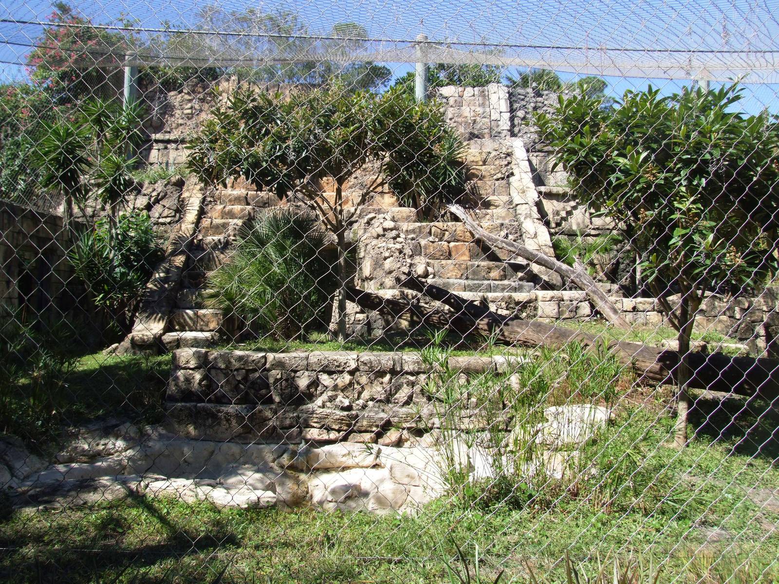Jaguar Enclosure at Jacksonville, 10/10/13