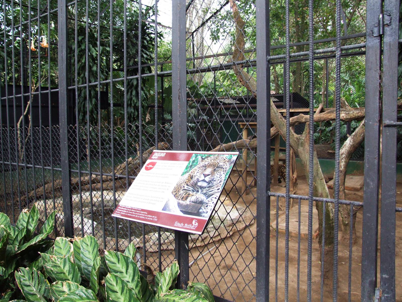 Jaguar Enclosure at Zoo Simon Bolivar, 12/04/14