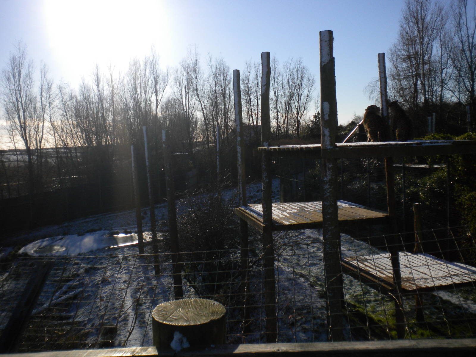 Jaguar Enclosure In Snow.