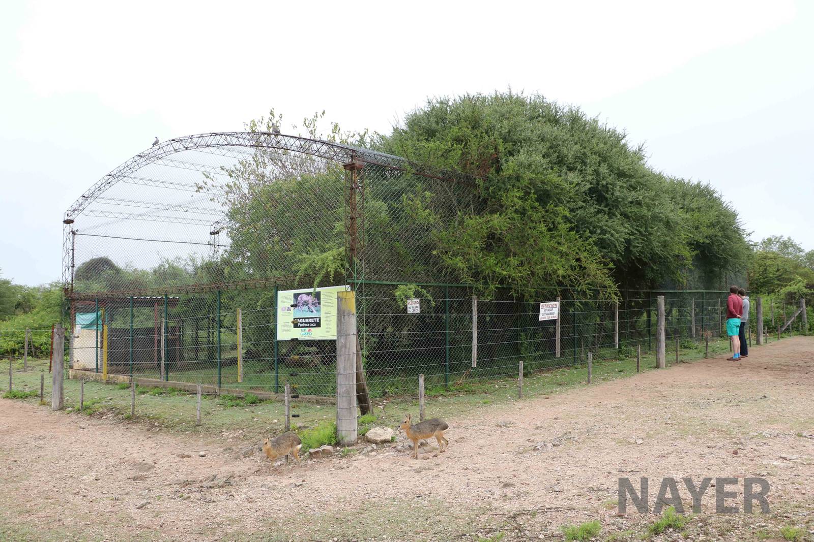 Jaguar enclosure - Tatu Carreta, April 2016.