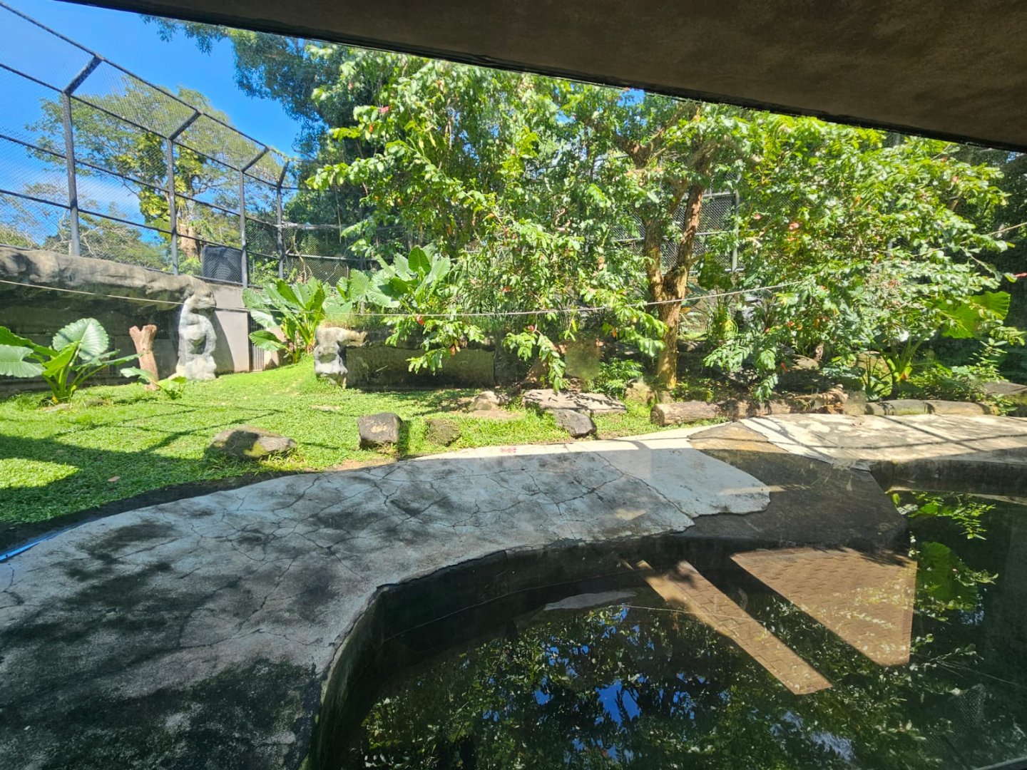 Jaguar enclosure with all the plants grown in