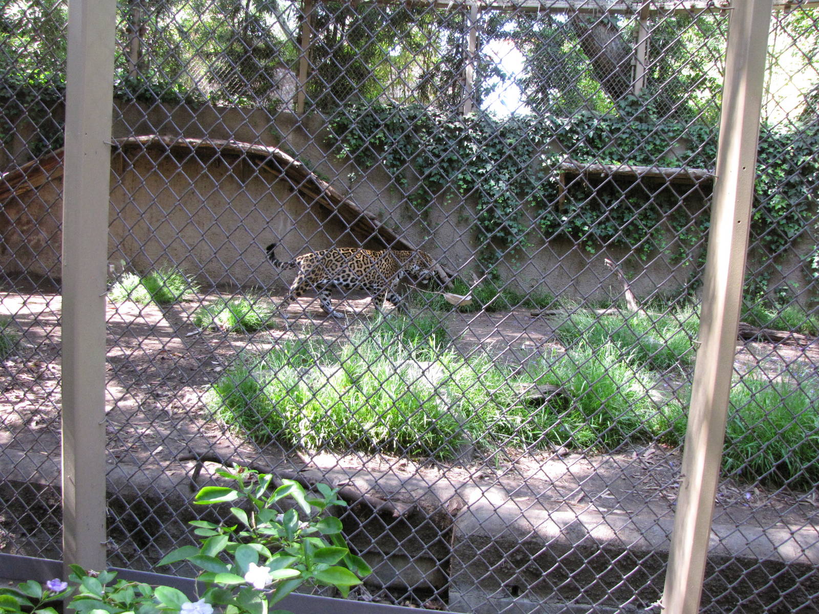 Jaguar Enclosure