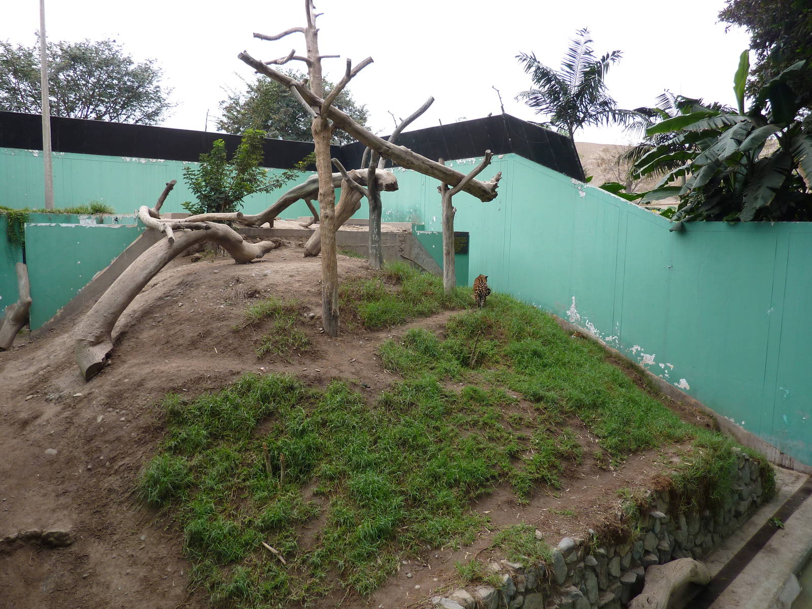 Jaguar enclosure