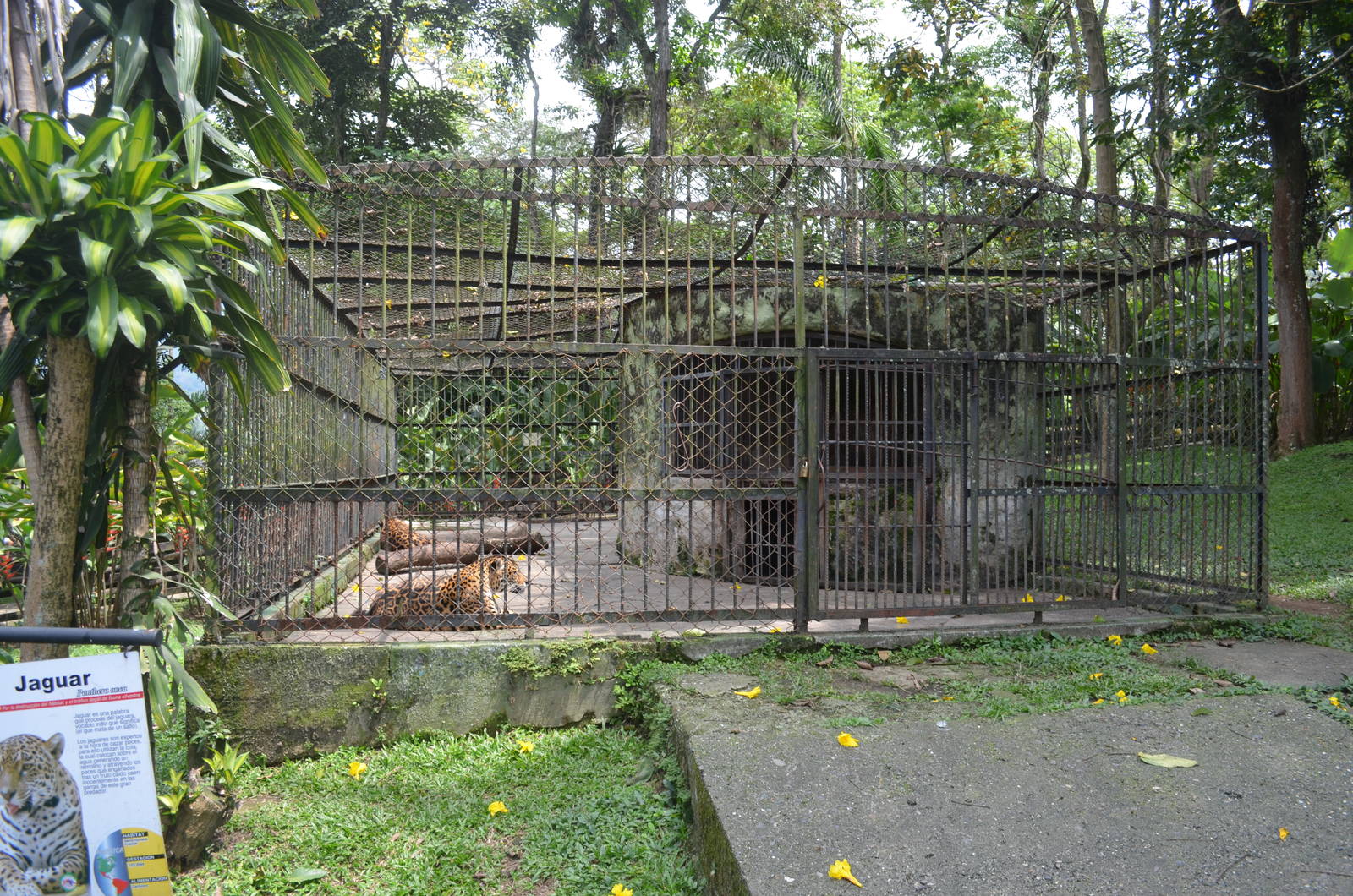 Jaguar enclosure