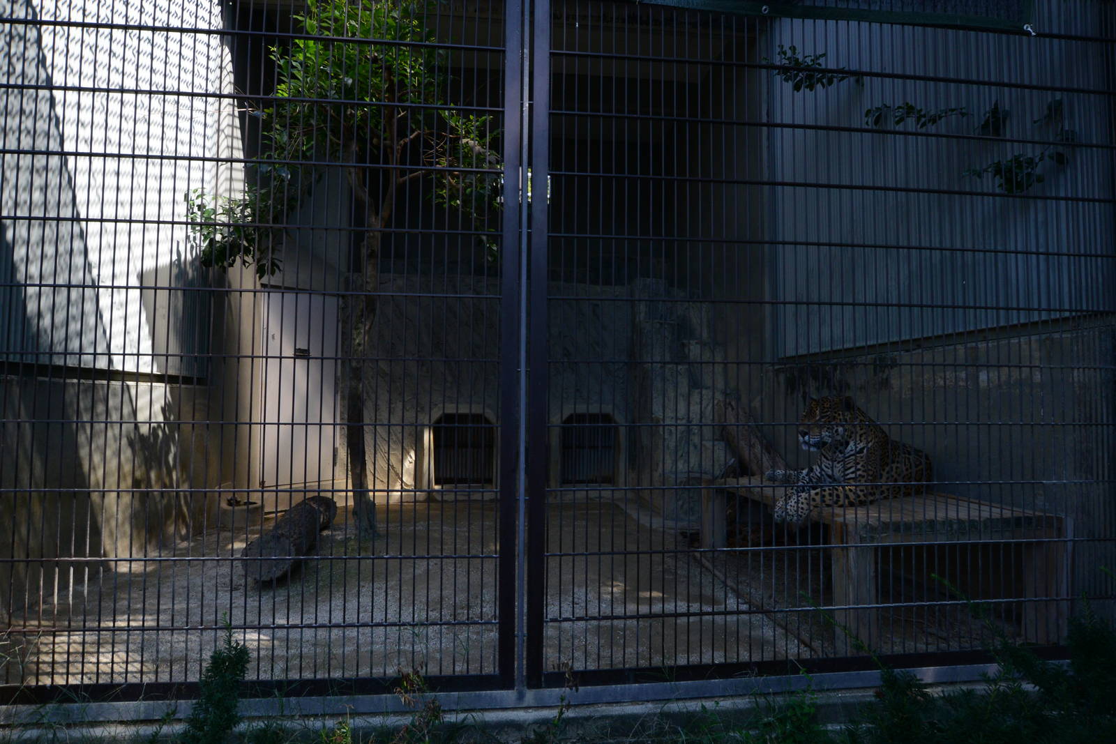 Jaguar enclosure