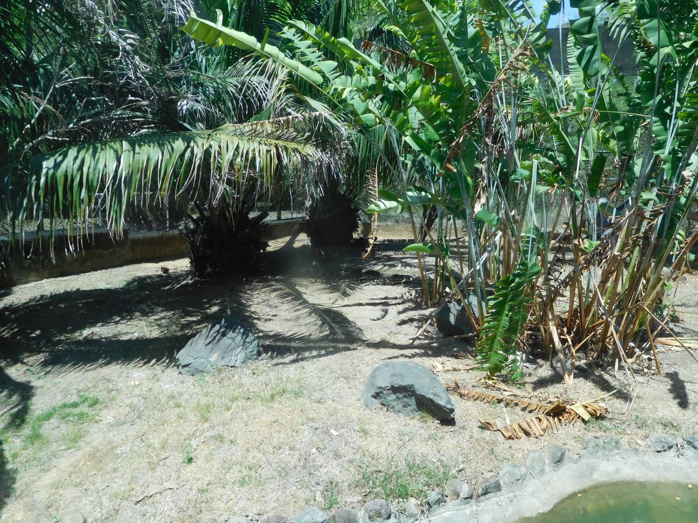 Jaguar enclosure
