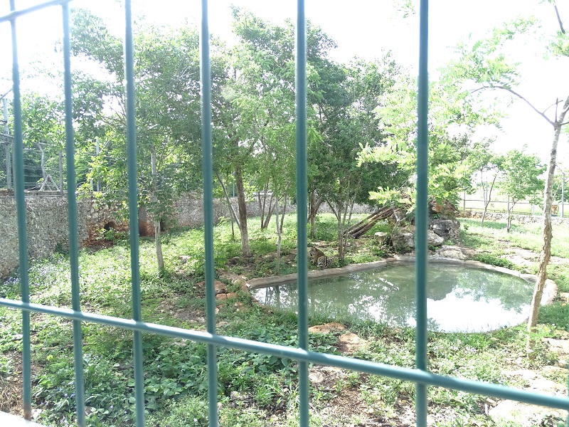 Jaguar enclosure