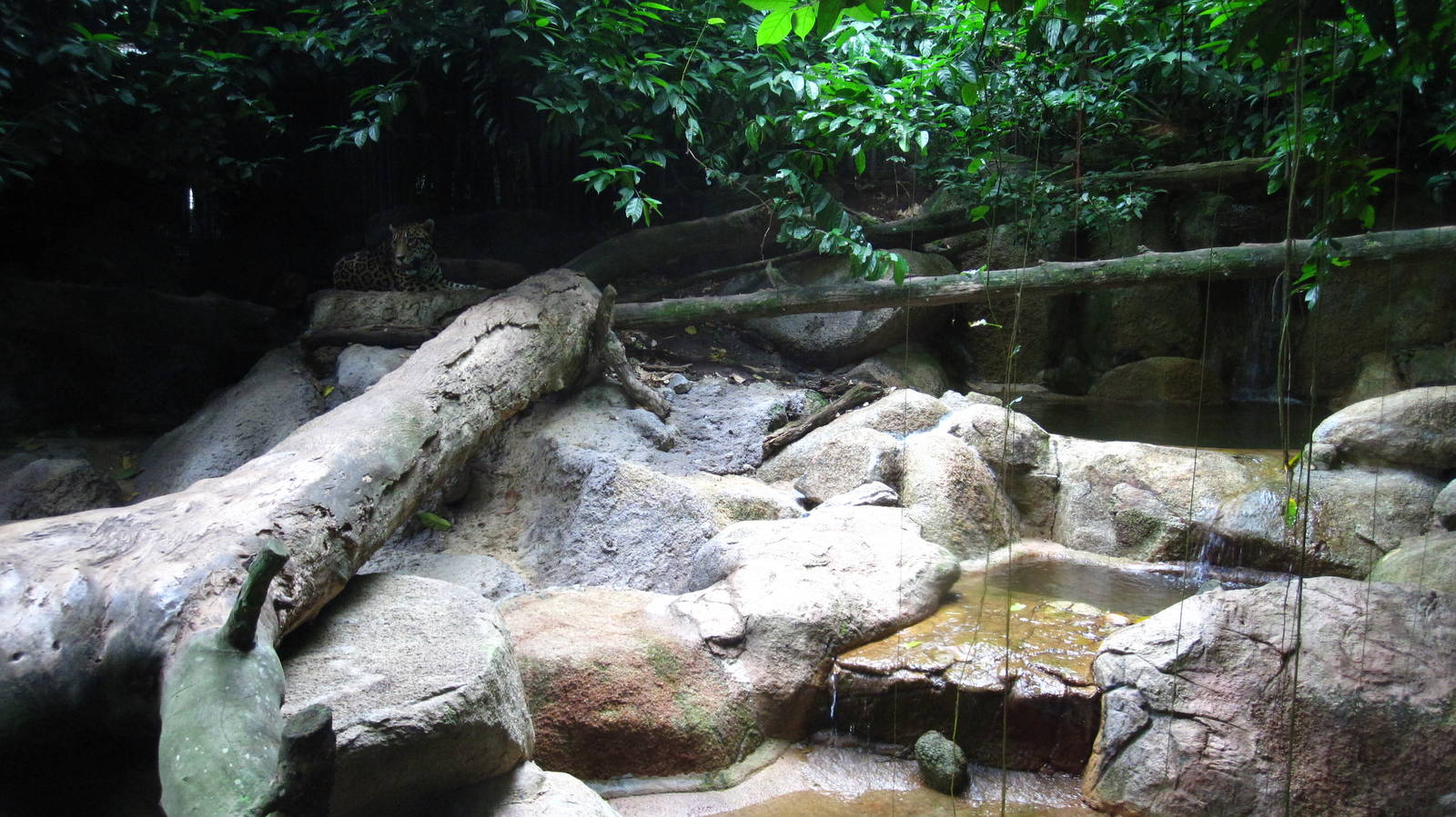 Jaguar enclosure