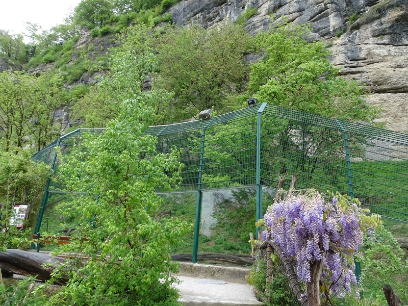 Jaguar enclosure