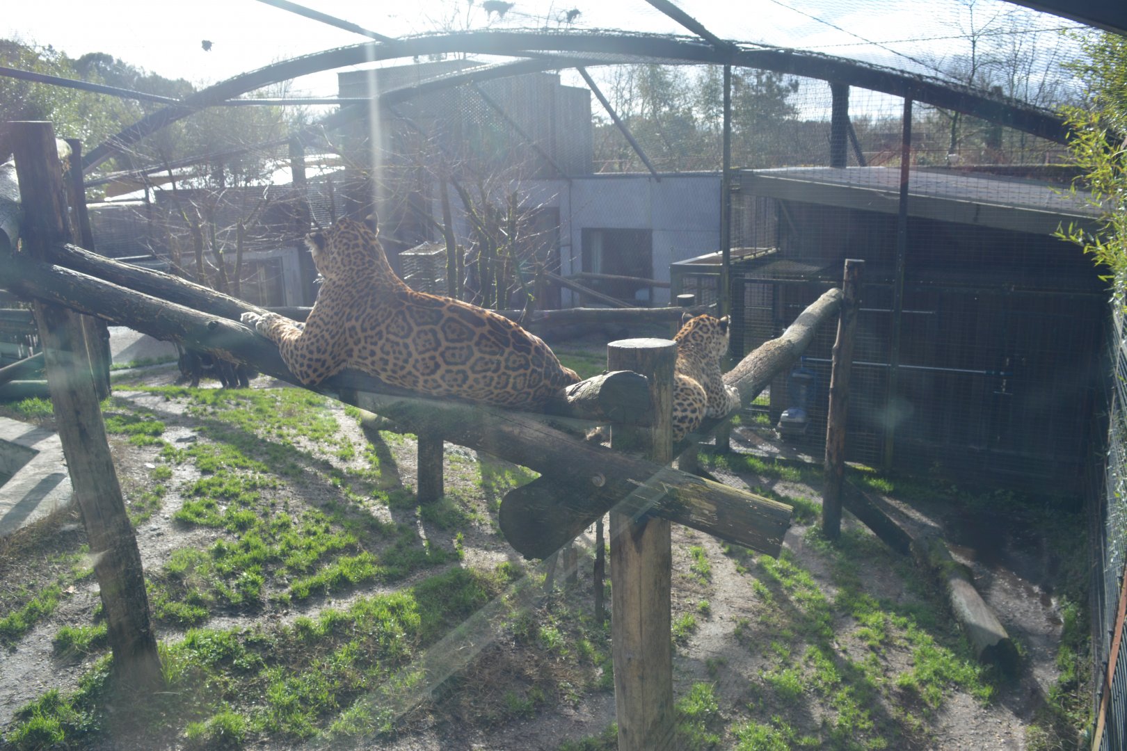Jaguar enclosure