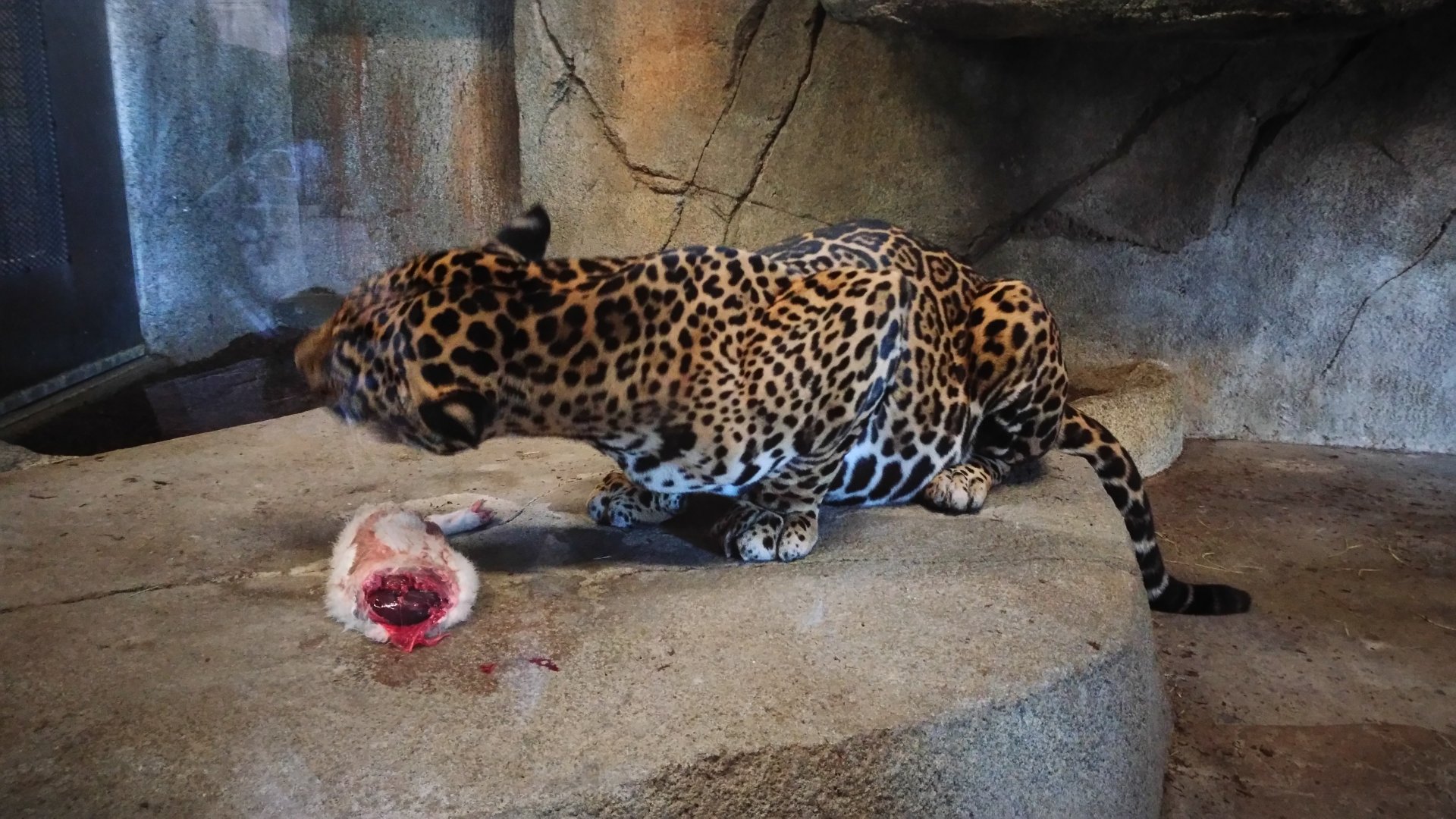 Jaguar enjoying a rabbit
