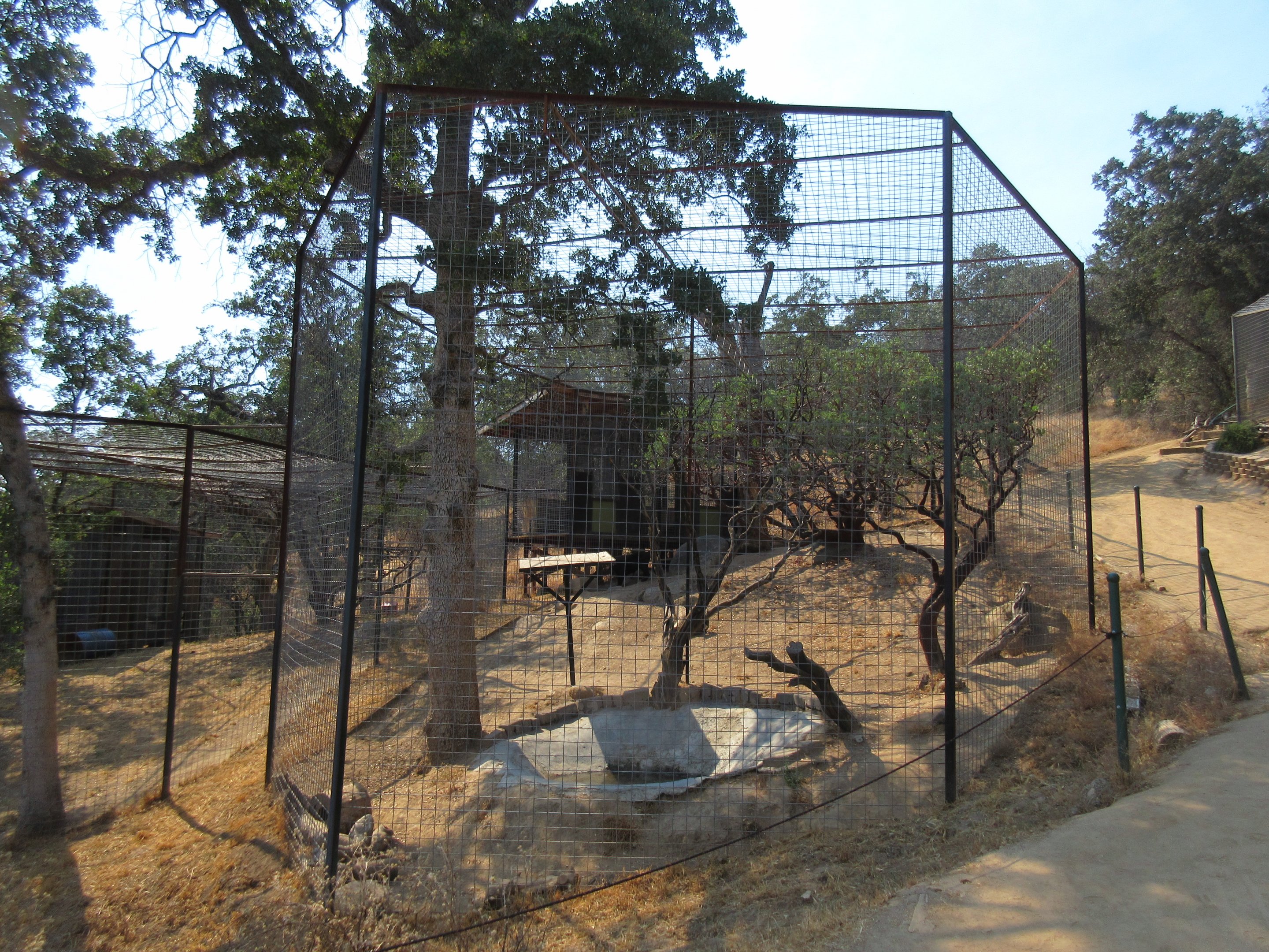Jaguar Exhibit #1 (Cat Haven has 9 Jaguars)