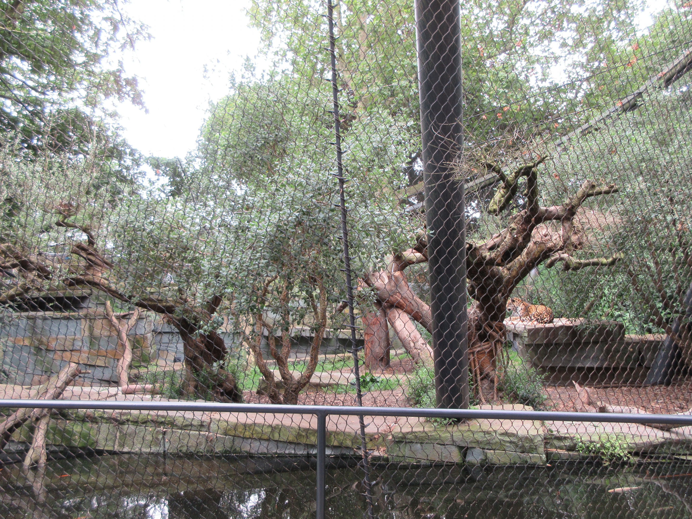 Jaguar Exhibit #2 - cat on right-side