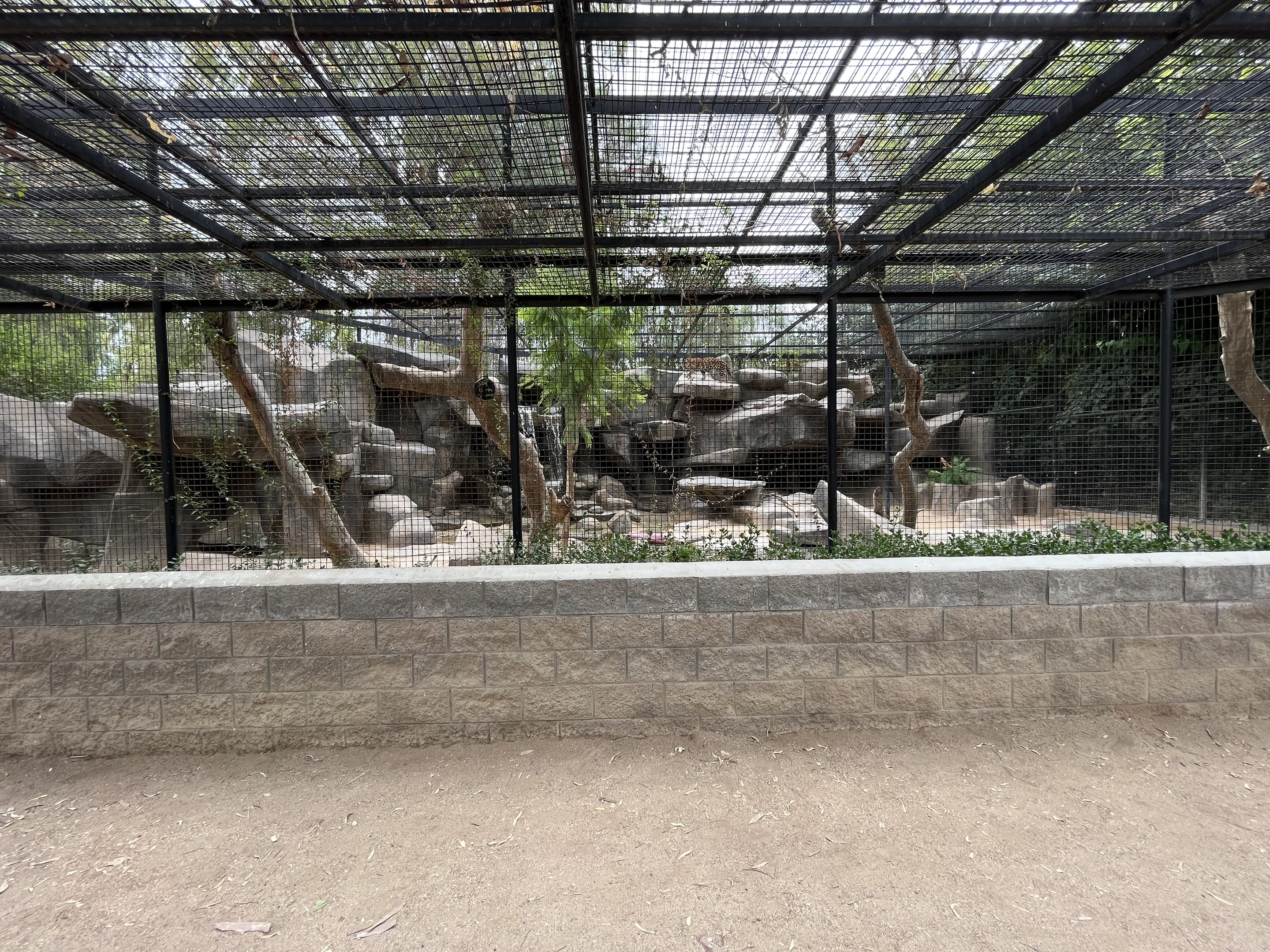 Jaguar Exhibit #2