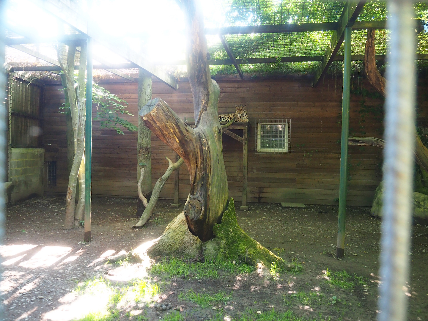 Jaguar exhibit, 2023-06-24