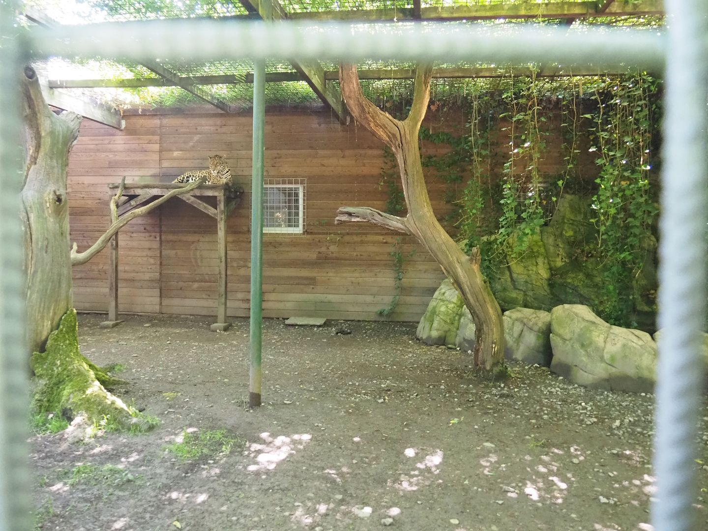 Jaguar exhibit, 2023-06-24