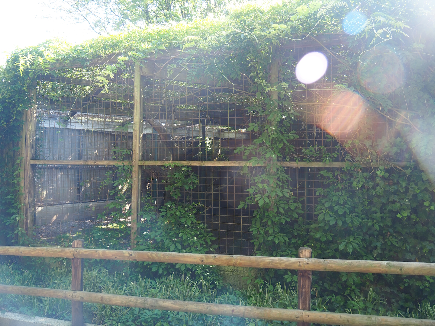 Jaguar exhibit, 2023-06-24