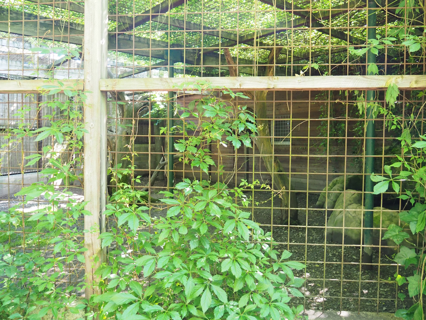 Jaguar exhibit, 2023-06-24