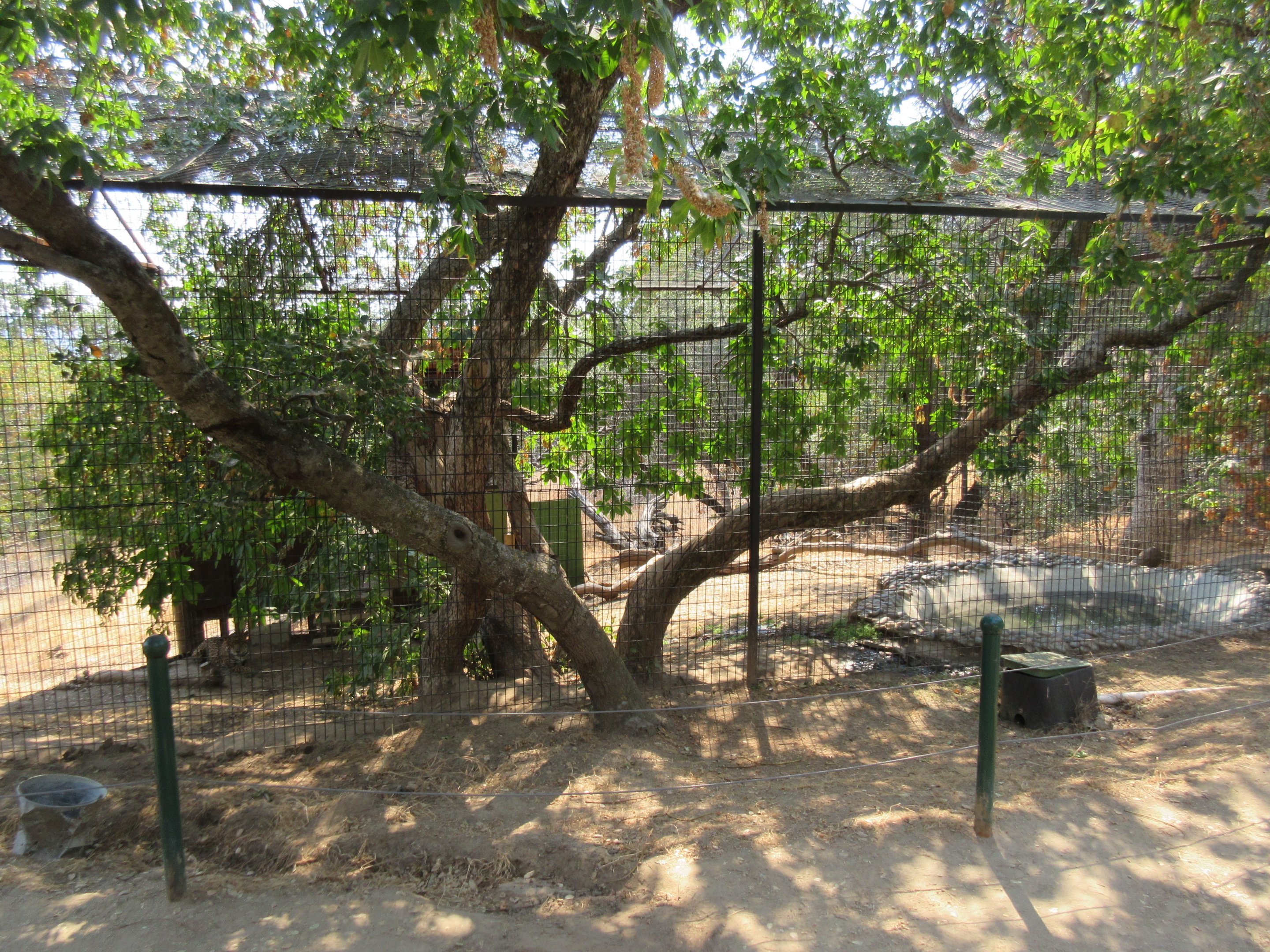 Jaguar Exhibit #3 (Cat Haven has 9 Jaguars)