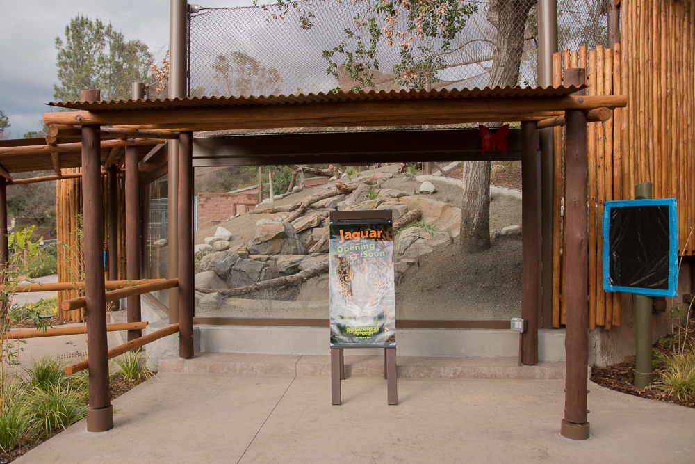 Jaguar Exhibit almost open