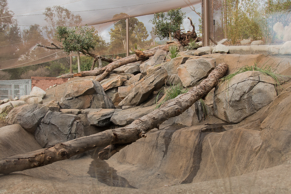 Jaguar Exhibit almost open