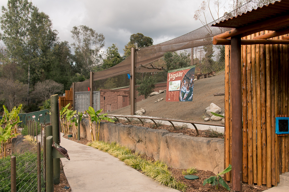 Jaguar Exhibit almost open