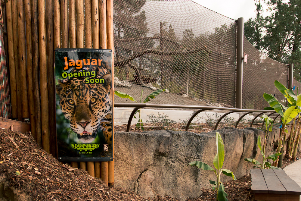 Jaguar Exhibit almost open