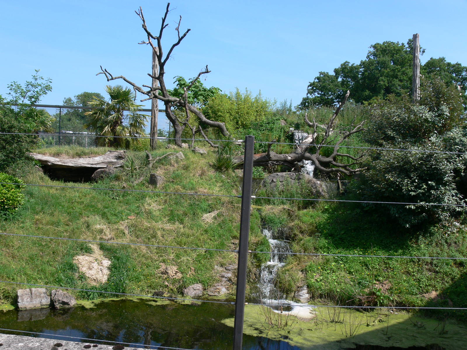 Jaguar exhibit at Chester Zoo, 06/07/13