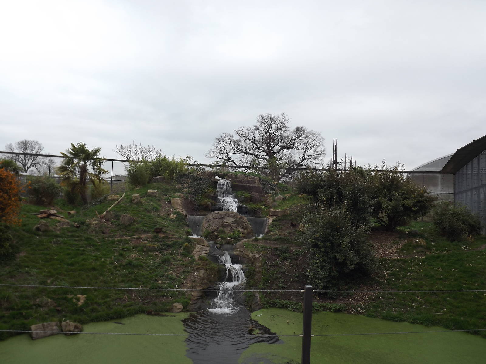 Jaguar exhibit at Chester Zoo 31/03/12