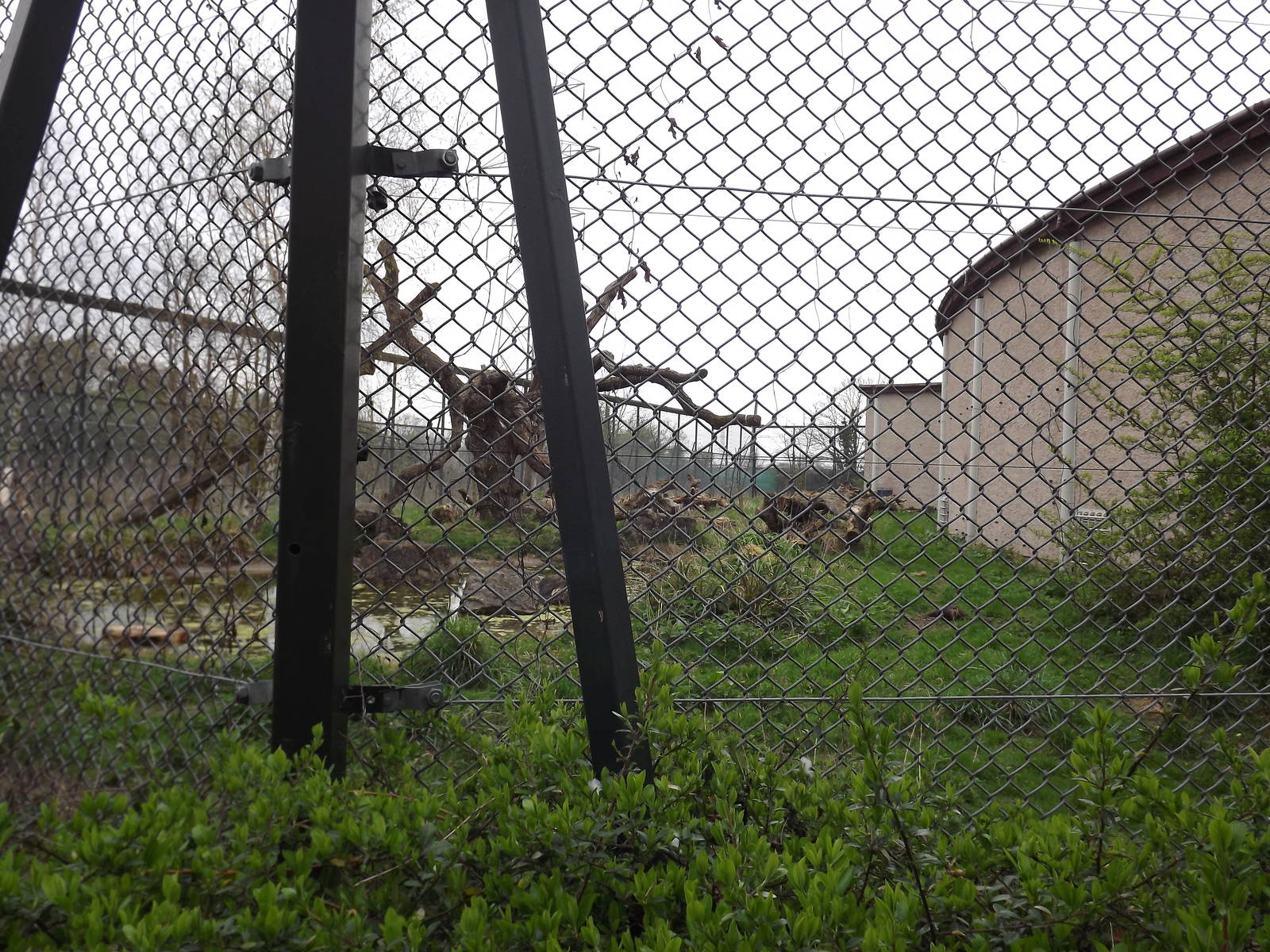 Jaguar exhibit at Chester Zoo 31/03/12