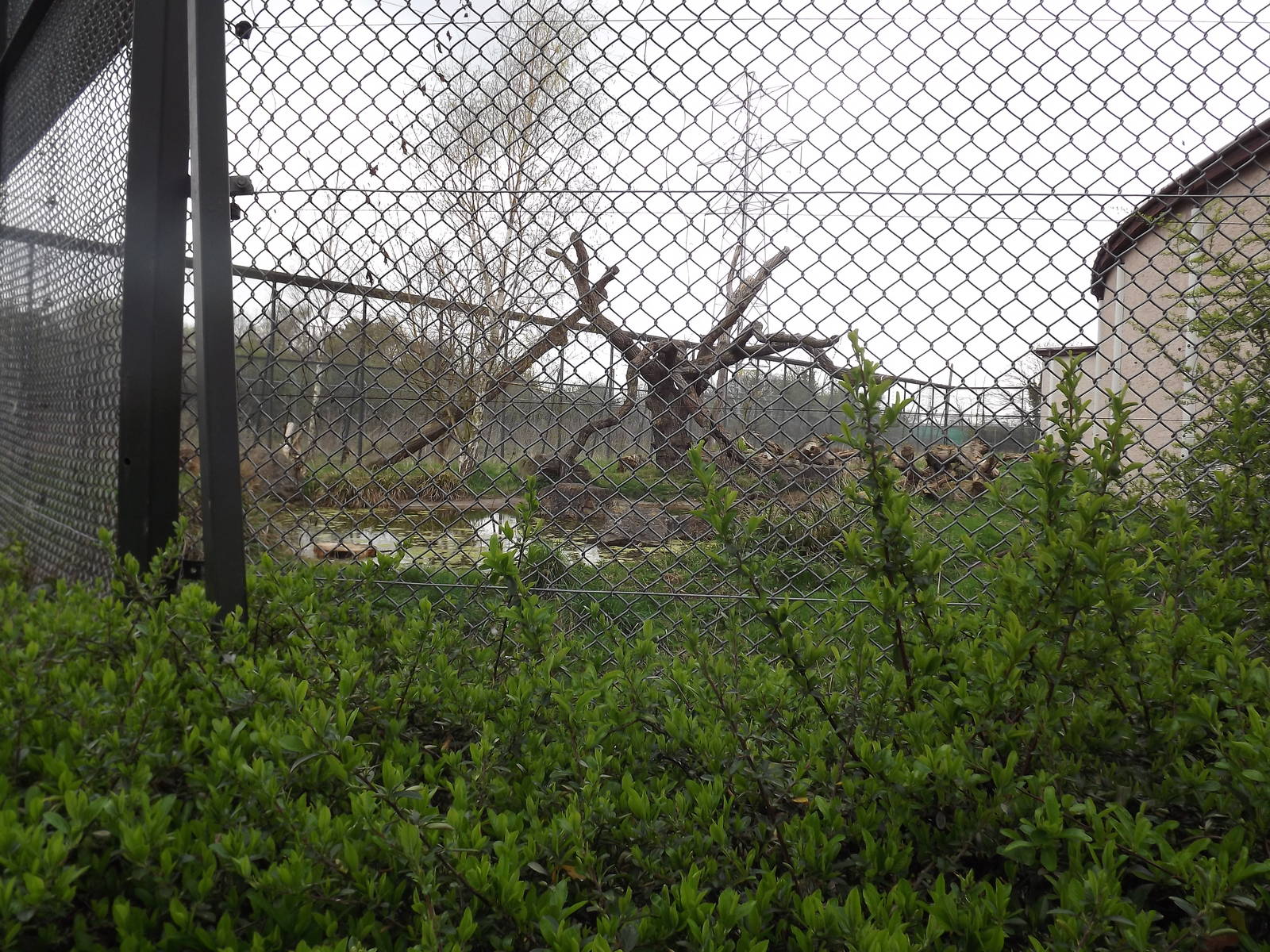 Jaguar exhibit at Chester Zoo 31/03/12